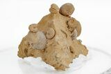 Miniature Fossil Cluster (Ammonites, Brachiopods) - France #219967-1